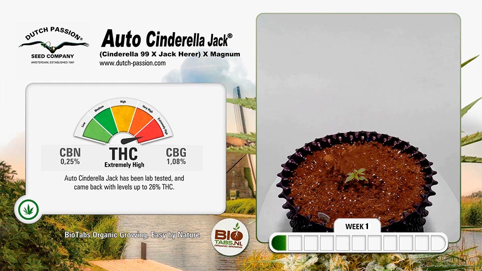 Autoflower week by week pictures and videos