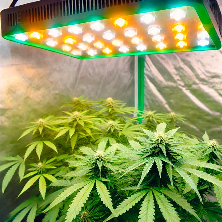 All about light cycle for AutoFlowers